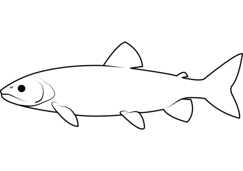 Lake Trout (Salvelinus Namaycush) Coloring Page